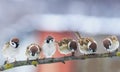 picture many funny little birds sparrows on a branch in the garden on a clear day