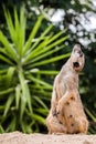 Meerkat in the zoo park Dvur Kralove