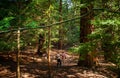 Middle-Aged Tourist Couple Taking Photos with Their Cell Phones of the Large Redwoods of the Forest Royalty Free Stock Photo