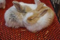 Picture Mini lops are rabbits that are born from crossbreeding between several breeds.