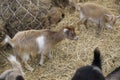Picture Mini Pygmy Goat This is a tiny breed of goat, only 60 centimeters tall.