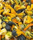 Mixture of spotted Ornamental Gourds