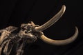 Model of a wooly mammoth at a museum Royalty Free Stock Photo