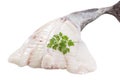 Picture of monkfish in front white background Royalty Free Stock Photo