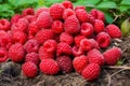 A cluster of luscious, plump raspberries bursting with juice