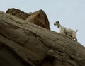 A mountain goat walking over the rocks in southern Punjab region of Pakistan