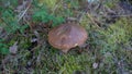 Picture of mushroom, Suillus collinitus is a pored mushroom of the genus Suillus in the family Suillaceae