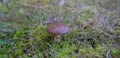 Picture of mushroom, Suillus collinitus is a pored mushroom of the genus Suillus in the family Suillaceae
