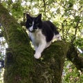 A picture of my cat Casper in a tree Royalty Free Stock Photo