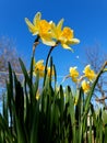 Narcissus daffodil flower in gardenon blue sky Royalty Free Stock Photo