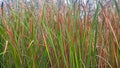 A picture of narrowleaf cattail or typha angustifolia