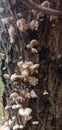 picture of a nearly dried mushroom growing on a weathered tree