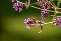 Picture of a nectar-sucking honeybee on a lavender blossom Royalty Free Stock Photo