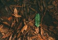 Nice Green Leaf on a Background of Orange and Dry Fallen Leaves. Concept of Rebirth, Cycle of Life