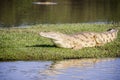 Nile crocodile Royalty Free Stock Photo