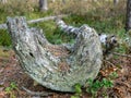 Picture with old and broken tree stump Royalty Free Stock Photo