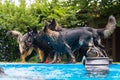 Old German Shepherd dogs playing at a swimming pool Royalty Free Stock Photo