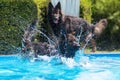 Old German Shepherd dogs playing at a swimming pool Royalty Free Stock Photo