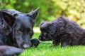Old German Shepherd mother and child dogs Royalty Free Stock Photo