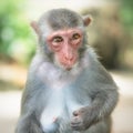 Picture of the old Macaque Rhesus Royalty Free Stock Photo