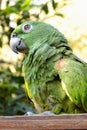 Picture of a old parrot resting