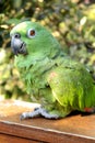 Picture of a old parrot resting