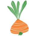 Picture of onions on a white background. Vector illustration