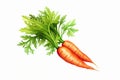 A picture of orange carrot on a white background with green fronds. Copy space.