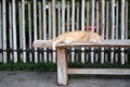 An orange cat is sleeping on a bench Royalty Free Stock Photo