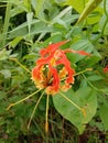 Orange flower In the village farm Royalty Free Stock Photo