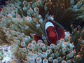 A Picture of orange nemo clown fish and its beautiful anemone. Royalty Free Stock Photo