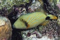 A picture of an orangestriped triggerfish Royalty Free Stock Photo