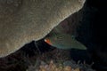 A picture of an orangestriped triggerfish Royalty Free Stock Photo