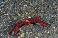 A picture of an orangutang crab Royalty Free Stock Photo