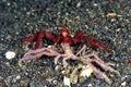 A picture of an orangutang crab Royalty Free Stock Photo