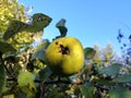 Organic yellow quince
