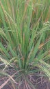 A picture of oriza sativa or tanaman padi Royalty Free Stock Photo