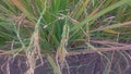 A picture of oriza sativa or tanaman padi Royalty Free Stock Photo
