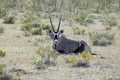 Picture of an Oryx antelope relaxing in the Namibian Kalahari Royalty Free Stock Photo