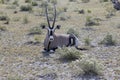 Picture of an Oryx antelope relaxing in the Namibian Kalahari Royalty Free Stock Photo