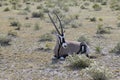 Picture of an Oryx antelope relaxing in the Namibian Kalahari Royalty Free Stock Photo