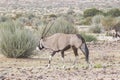 Picture of an Oryx antelope standing in the Namibian Kalahari Royalty Free Stock Photo