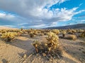 Picture over the cactus field of the Cholla Cactus garden in the Jushua Tree national park in california