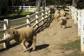 Picture of a pack of sheep