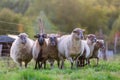 Pack of sheep with on the pasture