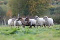 Pack of sheep with on the pasture