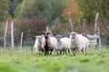 Pack of sheep with on the pasture