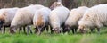 Pack of sheep with on the pasture