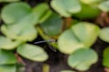 A picture of a Paddle-tailed Darner hovering in the air.