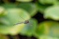 A picture of a Paddle-tailed Darner hovering in the air.